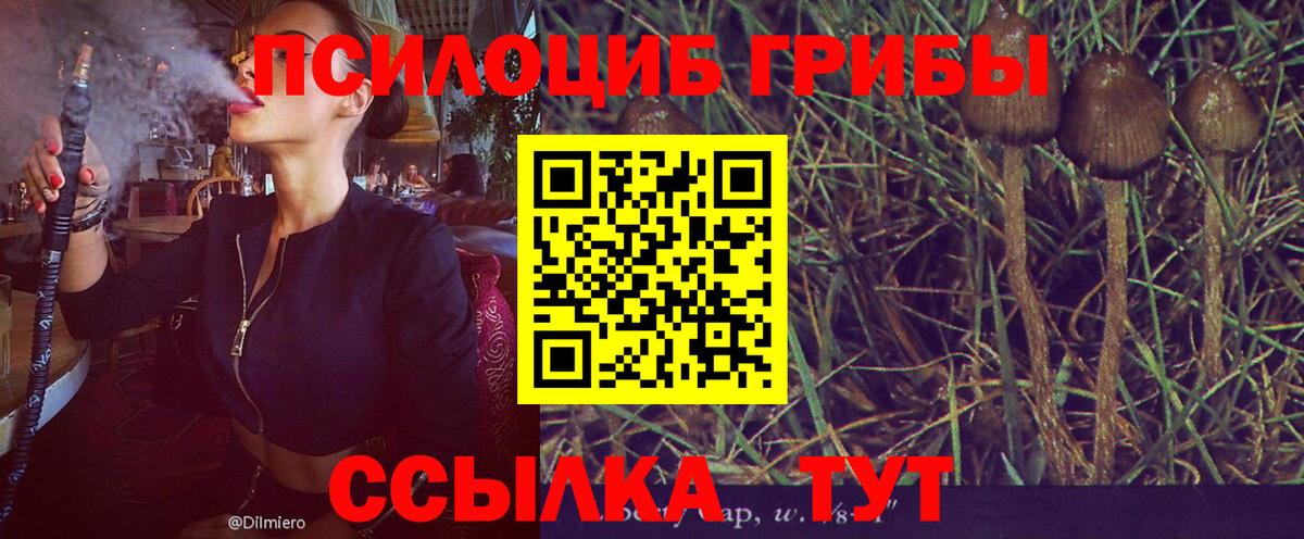 Псилоцибиновые грибы Cubensis  Вход с VPN  Белореченск 