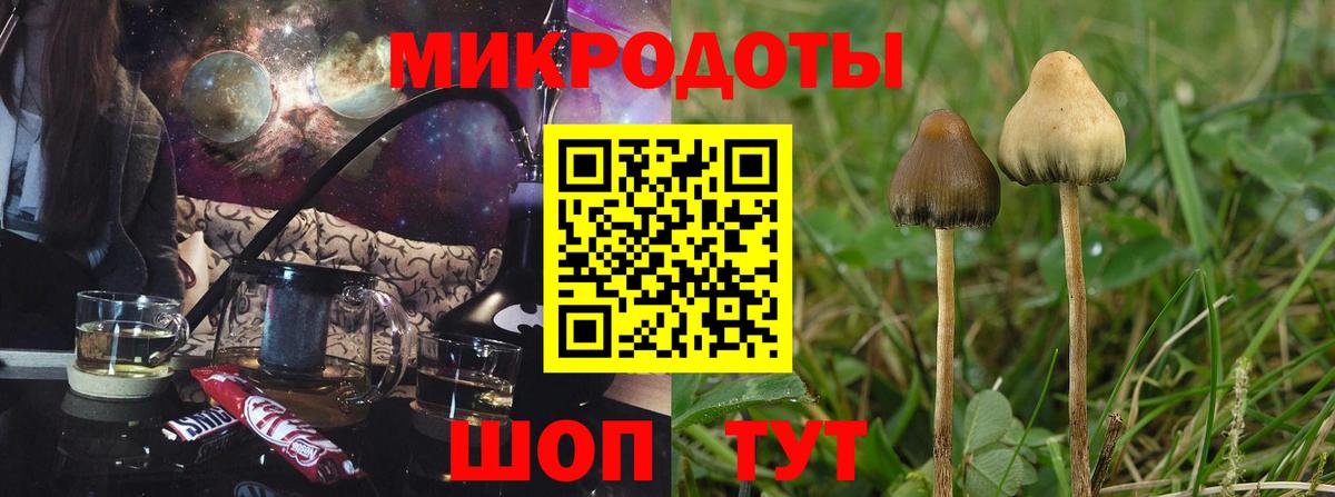 Галлюциногенные грибы Psilocybe Белореченск